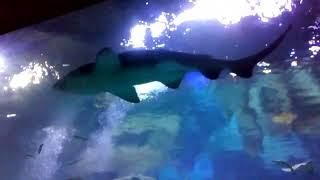 Aquarium Floria, Стамбул, полный релакс