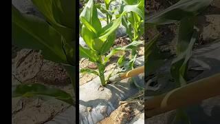 Amazing Farming Machine in Action  | JUST KD Agriculture | Part 117