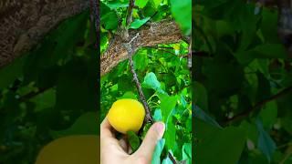 Что тут у нас растет⁉️