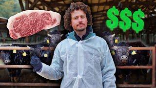 Así se hace la carne más cara del mundo: KOBE $$$ | ¡Vacas millonarias! 