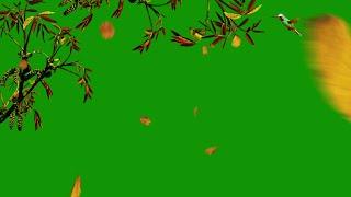 Nature Green Screen / Falling Tree Leaves / Background Video Effects hd / Green Screen Effects