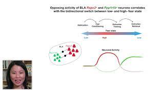 Amygdala Reward Neurons Form and Store Fear Extinction Memory