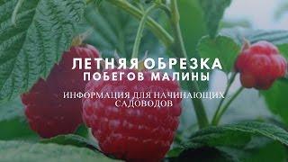 Летняя обрезка , прищипка  побегов малины.