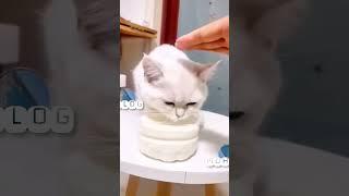 افضل مقاطع قطط مضحكة جدا ،حيوان مضحك 