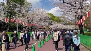 Cherry Blossom Season at Ueno Park, Tokyo, Japan #cherryblossoms #shakura #tokyo #uenopark #japan