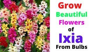 Grow Beautiful Flowers of Ixia From Bulbs || African Corn Lilies