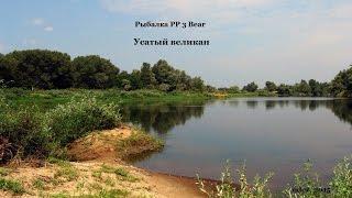 Усатый великан в РР 3 Bear