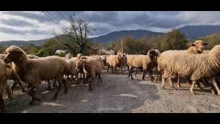 Gözəl Zaqatala 4K 60fps HDR