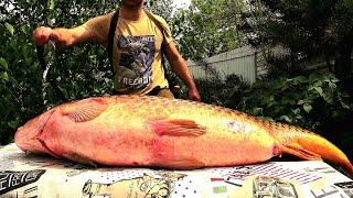 BALYK! WHOA! CAVIAR! FEED THE WHOLE FAMILY TASTY - WITH ONE FISH! 4 DISHES FROM HUGE CARP (CARP)