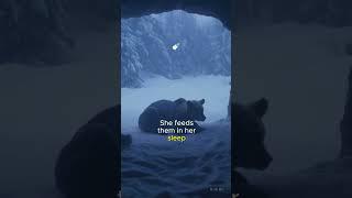 This Bear Fact Will Break Your Brain  7 Months Without Food?!