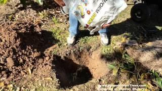 Quick, inexpensive way to build a healthy, living soil with Shamus O'Leary