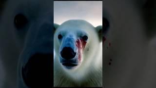 POLAR BEARS IN DANGER, PLEASE HELP! #animalactivism #sos #shorts