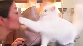 CATS ARE JERKS! Savage Cats Attacking People - Cats Being Jerks || PETASTIC 