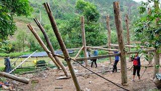 Completed Dismantling of Old Wooden House, Harvesting Plums for Rice | Farmer's Life