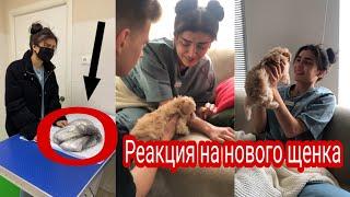 Реакция Дины Саевой на нового щенка