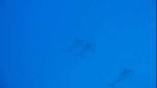 Sea-Hiking In Hawaii's Honaunau Bay With A Prototype DOL-Fin Orca Monofin