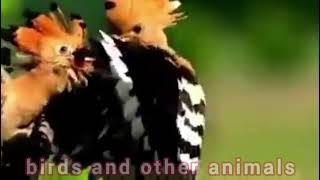 Eurasian hoopoe  (Upupa epops)