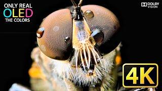 4K Ultra HD  HDR Wildlife Showcase | True Colors of the Animal Kingdom