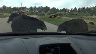 Car Surrounded By Bears!  -  Bear Country, U.S.A.