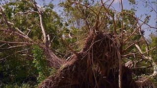 Damage of Hurricane Milton in Florida