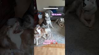 *Good Morning* Chaos ‍ #shorts #dogs #huskylife #doglover #lol #funny #husky #funnydog #doglover