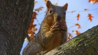 Funny squirrel