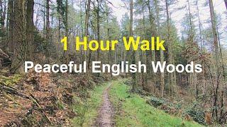 Walking In The Woods - 1 Hour Virtual Walk For Treadmill Workout Scenery - Peaceful Forest Hike