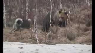 Dog fight against a bear / Бой собаки против медведя