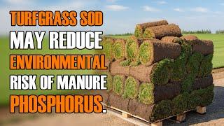 Turfgrass Sod and Manure Phosphorus