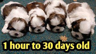 Shih Tzu Puppies Growing From 1 hour to 21 days Timelapse / शीहत्जू पप्पी की वृद्धि 1 से 21 दिन 