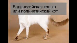 Балинезийская кошка или полинезийский кот