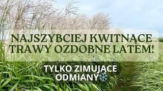 Najszybciej kwitnące trawy ozdobne latem - tylko zimujące odmiany!