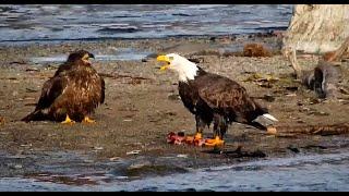 13 Oct 2023: Eagle shares fish with young eagle, bear takes at end (explore.org)