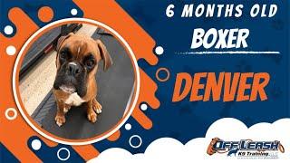 Amazing Obedience Training Transformation | Boxers