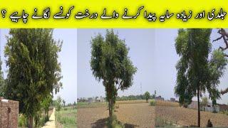 Fast growing tree for Shadow/Plantation /make Farm beautiful/agriculture guru