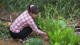 Harvesting vegetables, making pickles and making new nests for laying hens, Xuan's daily life.