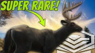 It Took 32,437 Deer To Get This Melanistic Diamond Whitetail! My New Favorite Super Rare!