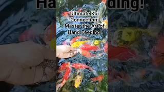 Ultimate Koi Connection: Master the Art of Hand Feeding! #fish #koi