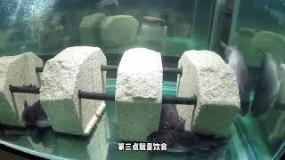 大嘴鲸这种鱼远比你想象的还要复杂！饲养教学来了！