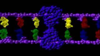 DNA Mutations | Genetics | Biology