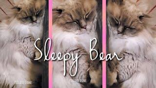 Fluffy Ragdoll Cat sleeping | Leone the Floof