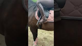 Magic 🪄 #equestrian #horse #shorts