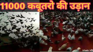 1100 pigeons l bholu bhai k 1100 kabootar l Delhi kabootar bazi l