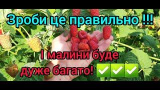 ОБРІЗКА МАЛИНИ ПІСЛЯ ЗБОРУ ВРОЖАЮ. Обрізка літньої малини. ПОРАДИ, як правильно обрізати малину.