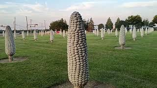 Concrete Corn in Dublin