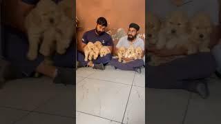 Golden retriever    #shorts #ytshorts #trending #viral #dogs #germanshepherd #puppylove