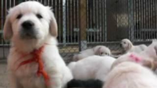 Golden Retriever Pups Mexx Disney Djune 2009