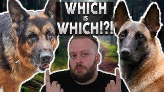 GERMAN SHEPHERD OR BELGIAN MALINOIS! Whats The Difference!?