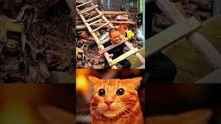Foolish Aura #cat #bombastic #popular #shorts