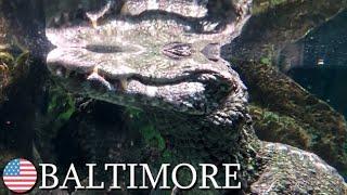 Caiman alligator, National Aquarium, Baltimore, Maryland, USA